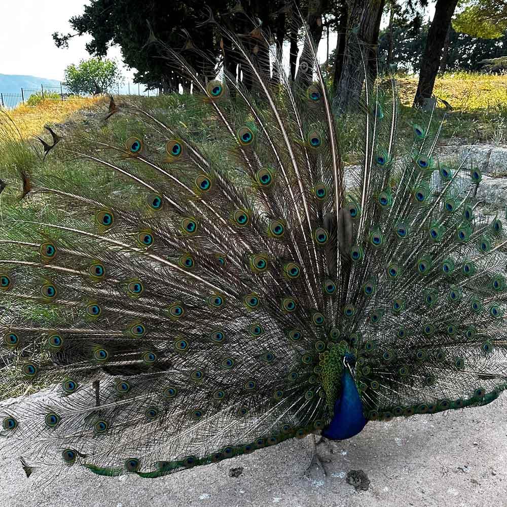 Krāšņi pāvi Filerimos kalnā