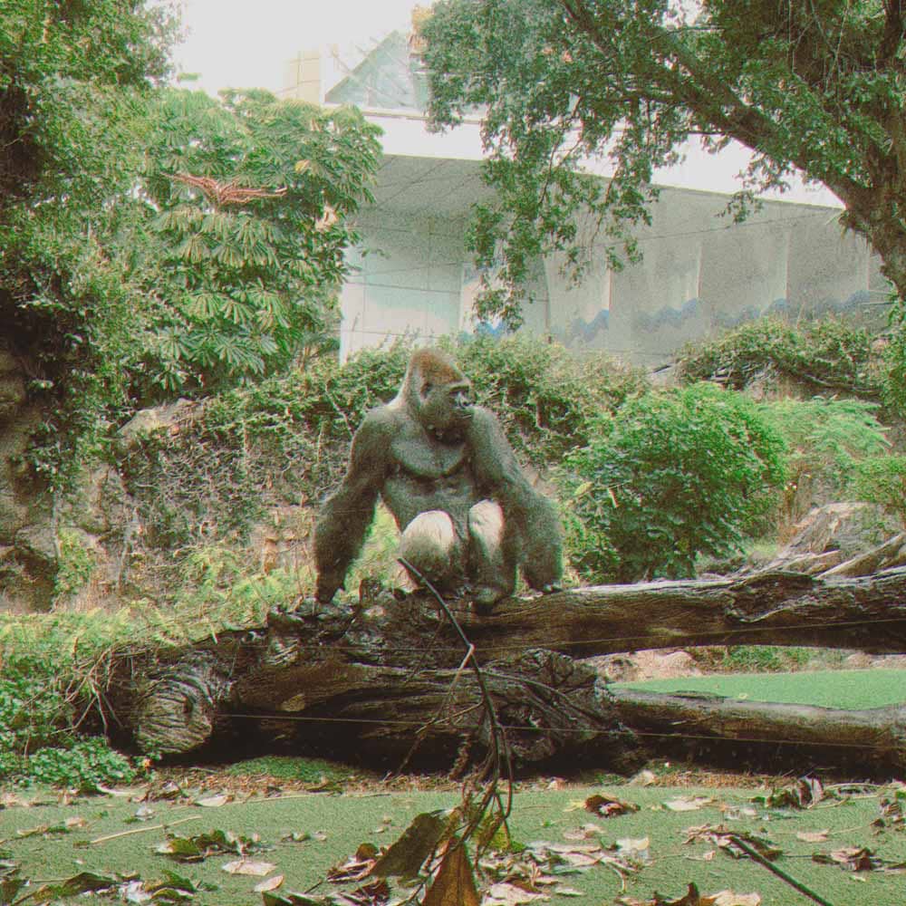 Gorilla Loro parkā Tenerifē