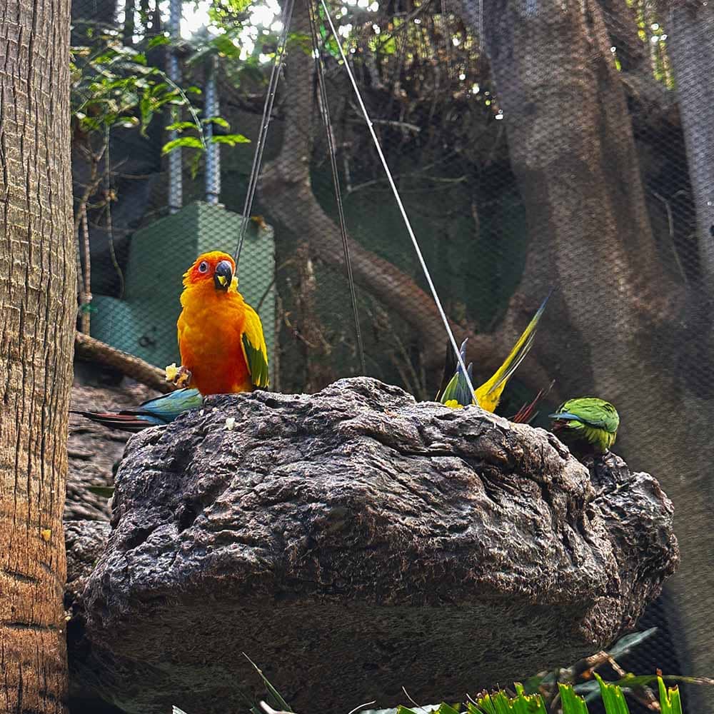Papagaiļi Loro parkā Tenerifē